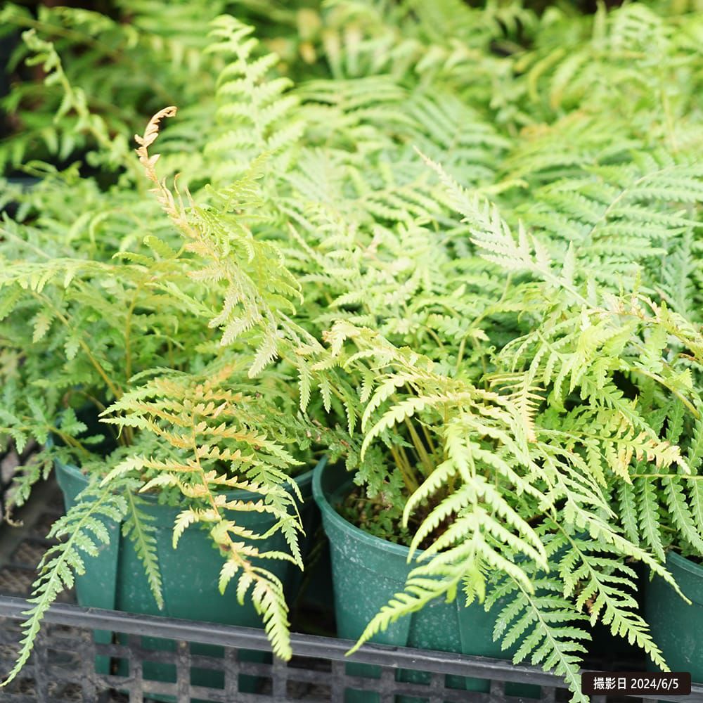 000000104857-02.jpg?size=l&w=