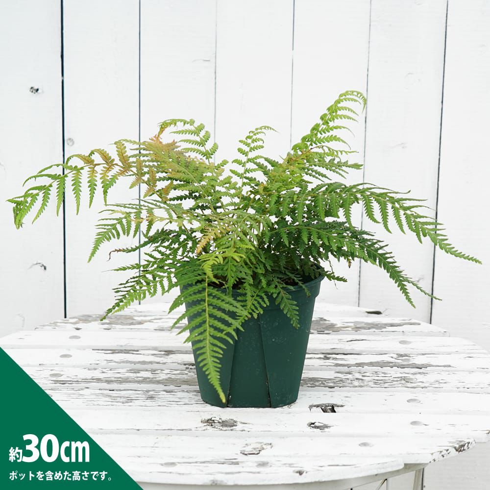 000000104857-03.jpg?size=l&w=