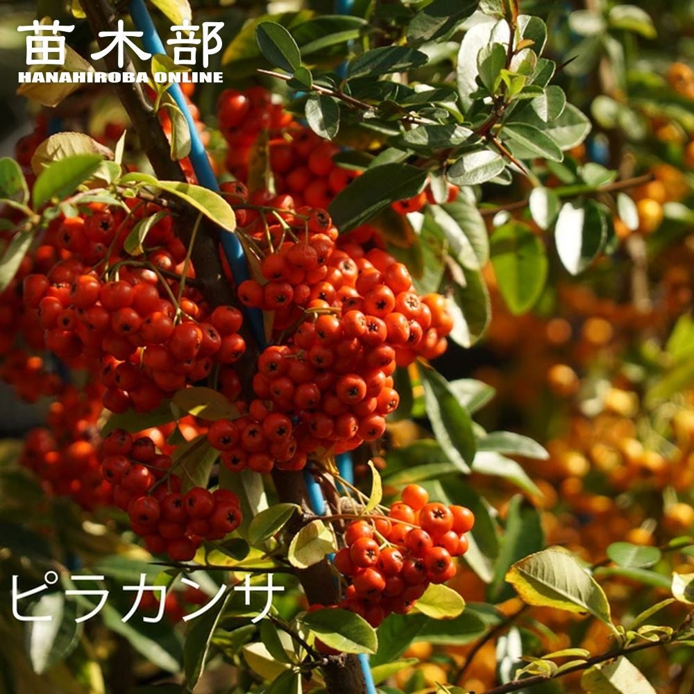 000000005074-01.jpg?size=l&w=