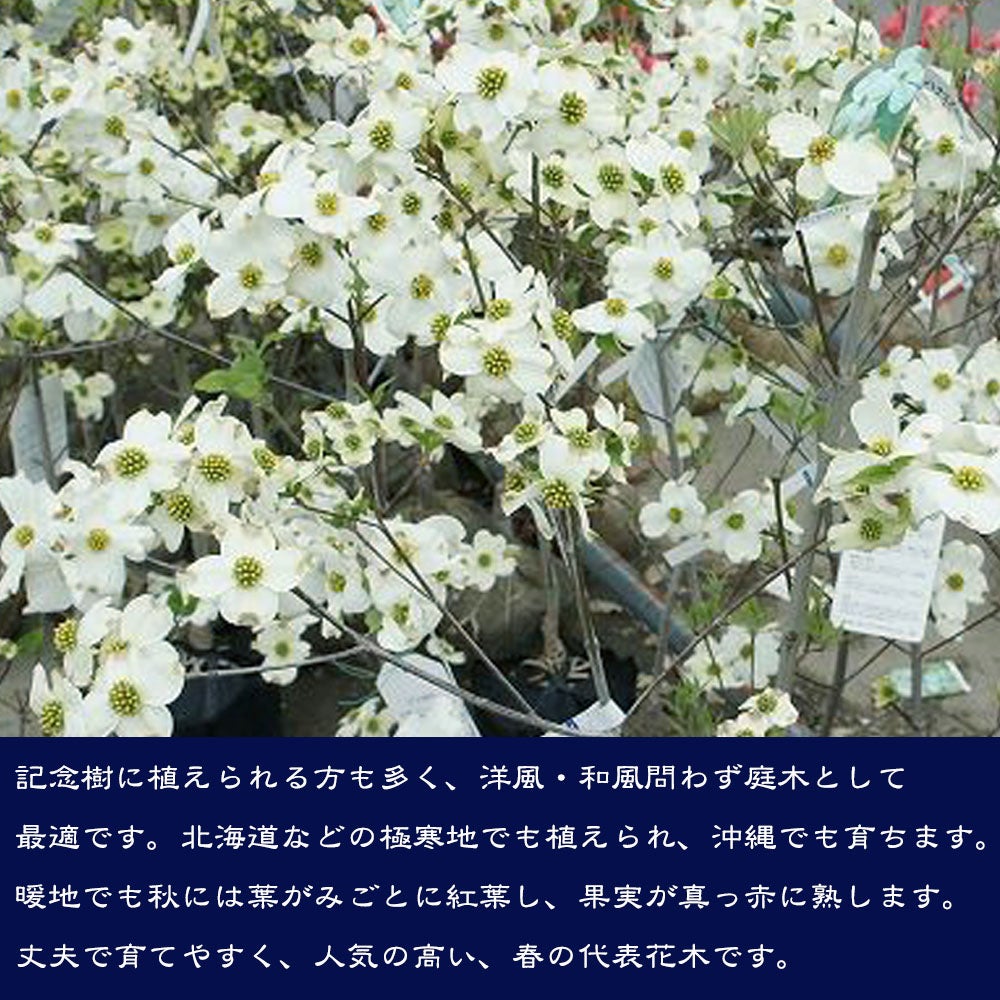 ◆ハナミズキ◆花水木◆クラウドナイン◆純白の花◆つぼみいっぱい◆シンボルツリー◆ 楽天市場】プレゼントに花水木おススメ花芽付2026年5月開花ハナミズキ