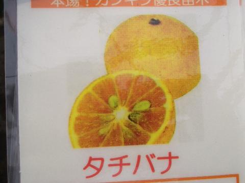 タチバナ 香酸柑橘類 苗 販売 苗木部 By 花ひろばオンライン