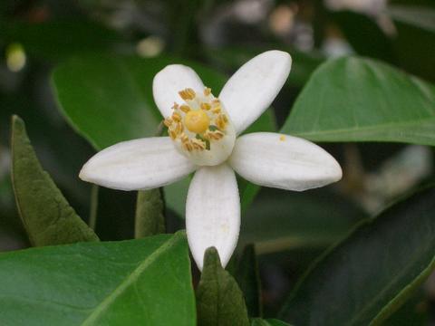 タチバナ 香酸柑橘類 苗 販売 苗木部 By 花ひろばオンライン