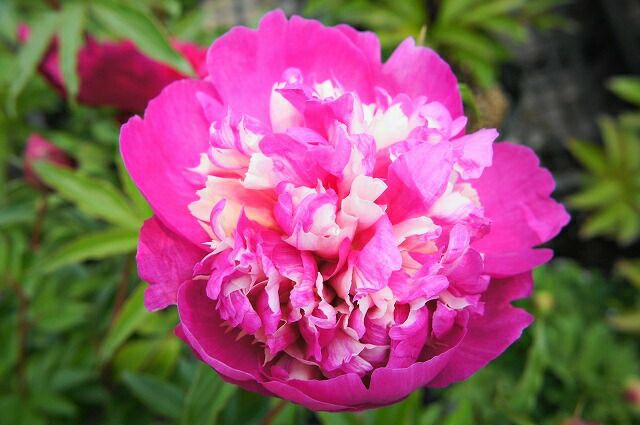 芍薬 西洋シャクヤク セレブリティ 苗 販売 苗木部 By 花ひろばオンライン