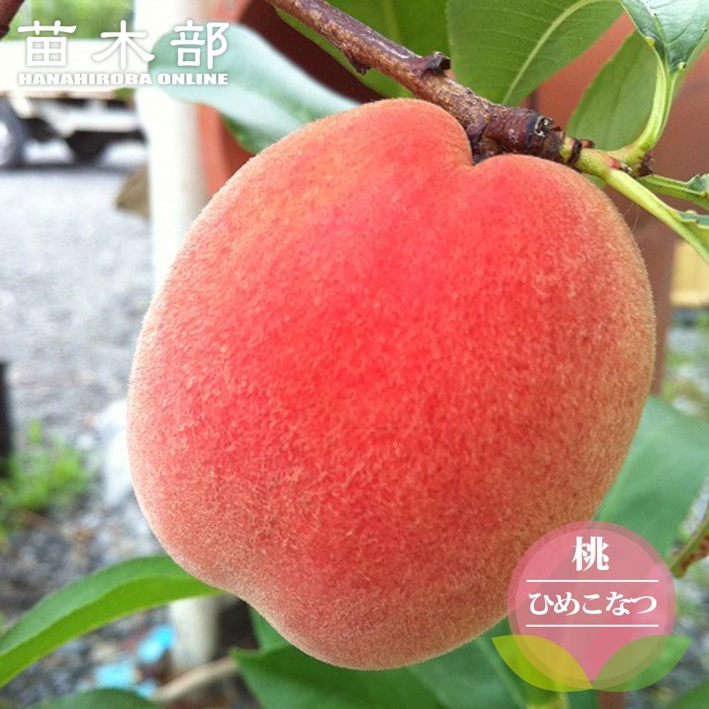 000000005501-01.jpg?size=m&w=