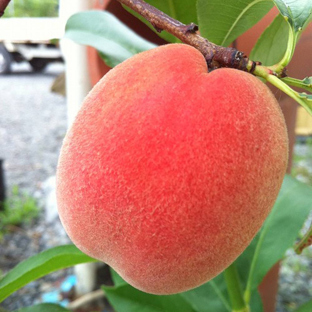 ひめこなつ モモ 苗 販売 苗木部 By 花ひろばオンライン