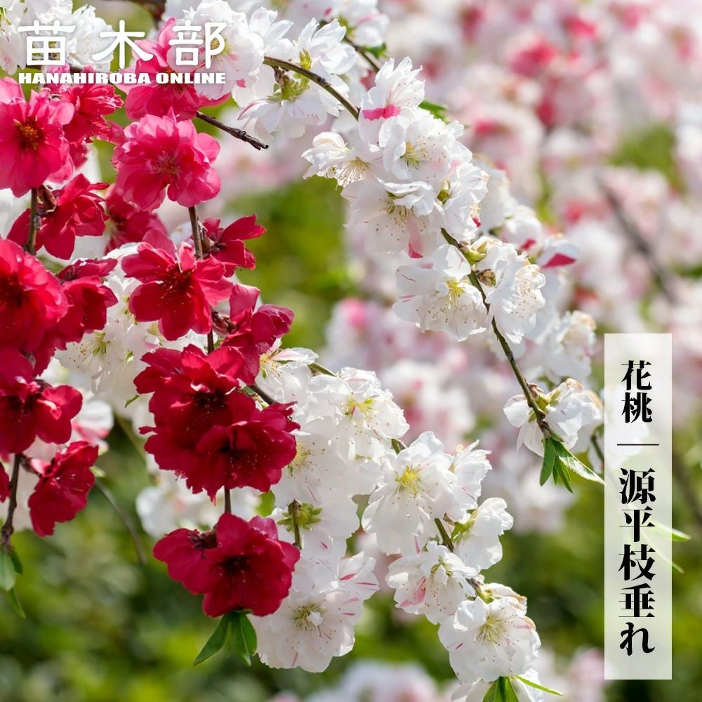 珍しい花桃 イカリモモ パープル 784 樹高80cm位 ハナモモ 激レア品種 ハナモモ 源平枝垂れ 苗 通販 苗木部 By 花ひろばオンライン