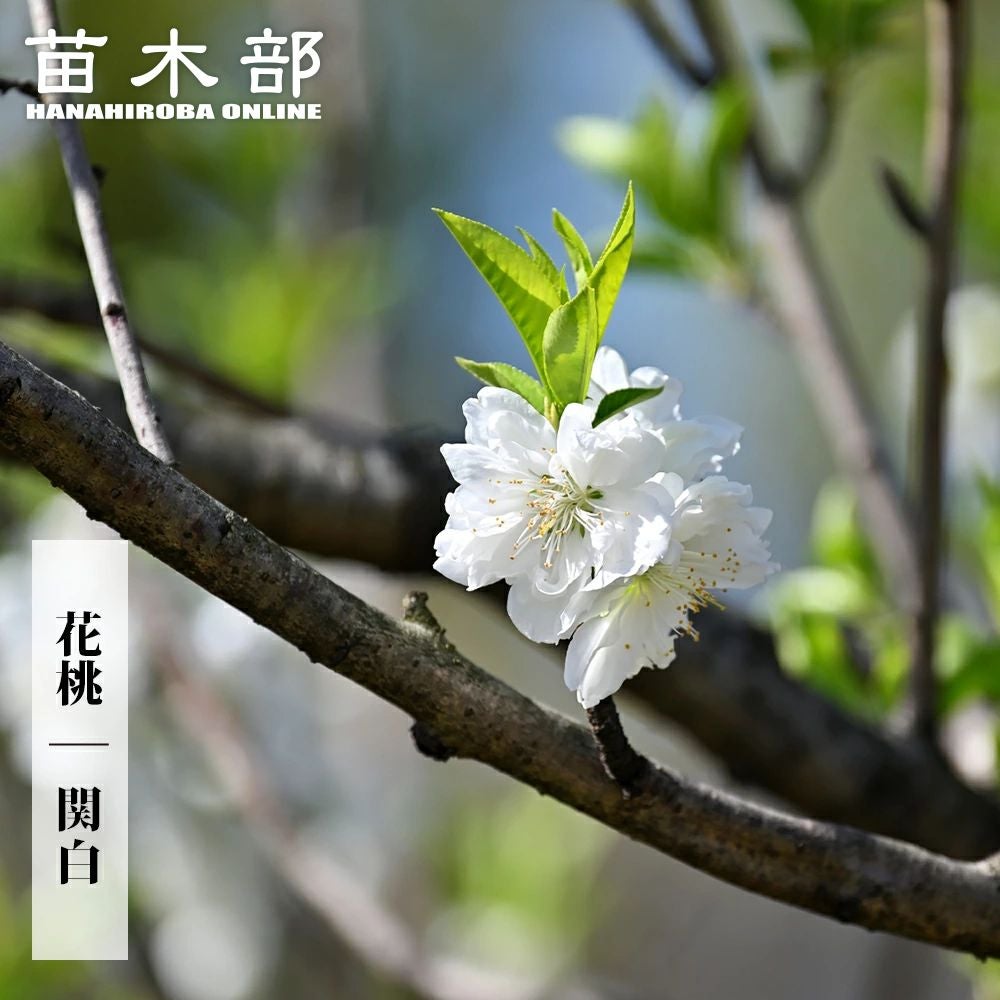 ウメ 花梅 枝垂れ梅 白 八重咲き 苗 通販 苗木部 By 花ひろばオンライン