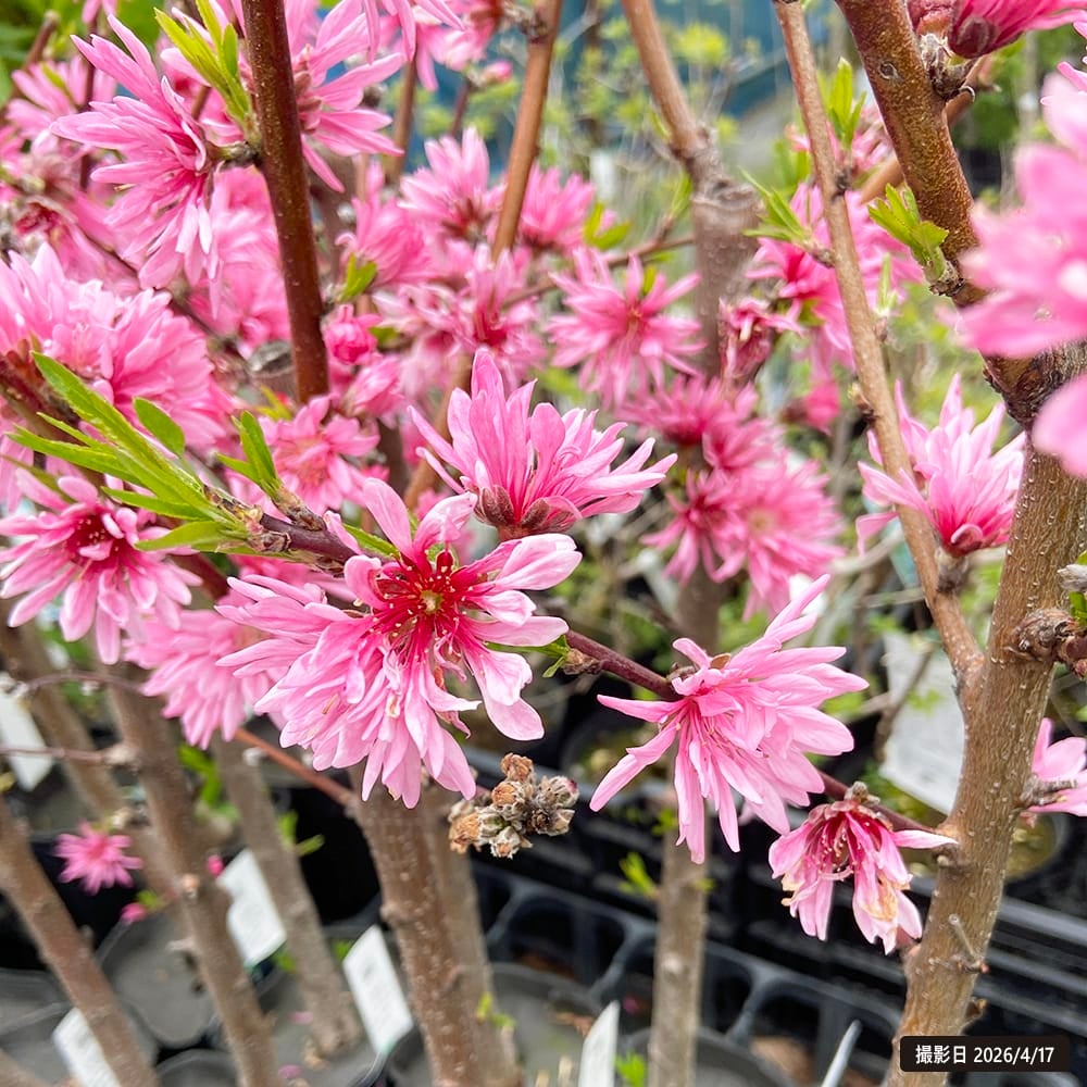 桃4本【pink lemon様オーダー】ハシビロコウ　桃の木櫛　ウッドバーニング ハナモモ 菊桃 苗 販売 苗木部 By 花ひろばオンライン