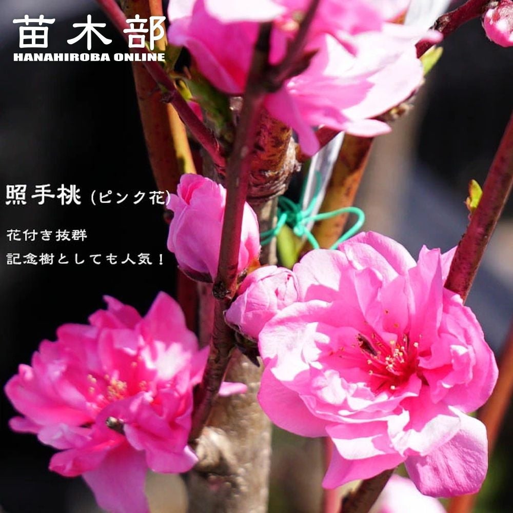 ハナモモ 桃花 枝垂れ桃 苗 販売 苗木部 By 花ひろばオンライン
