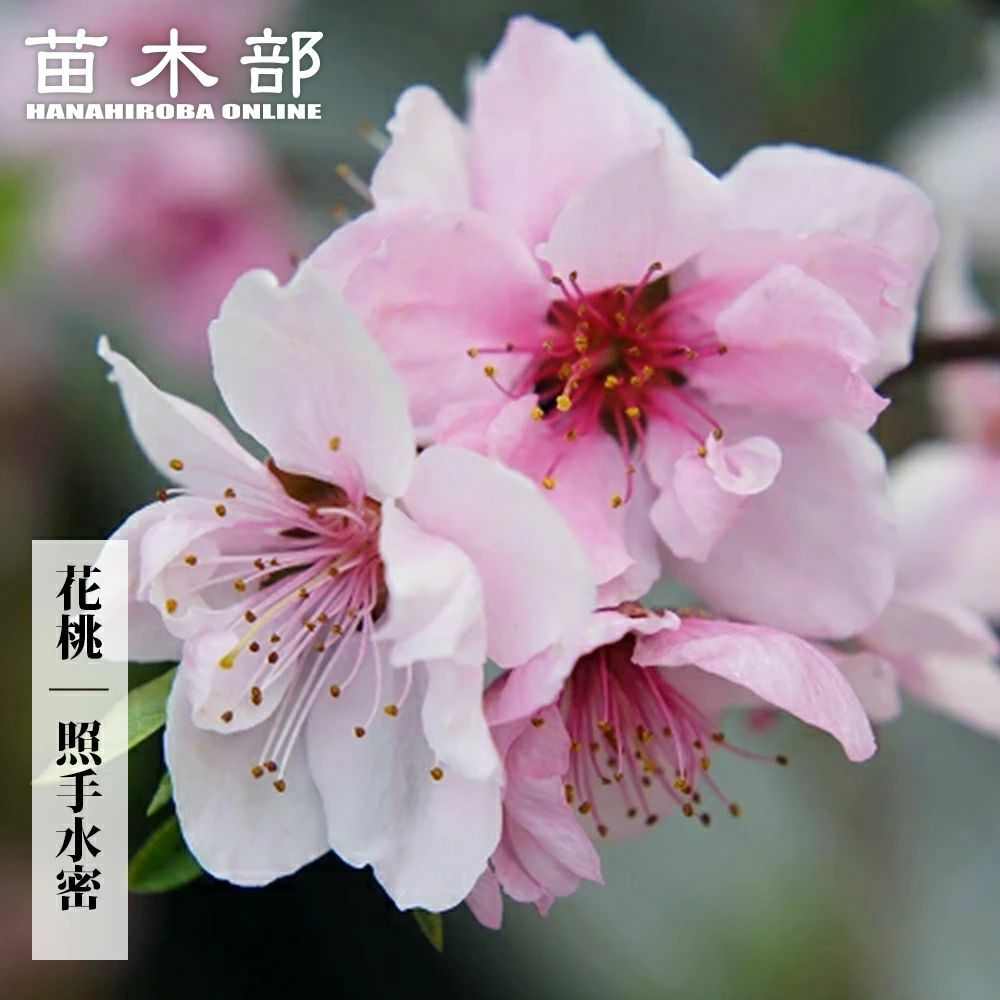 000000005553-01.jpg?size=l&w=