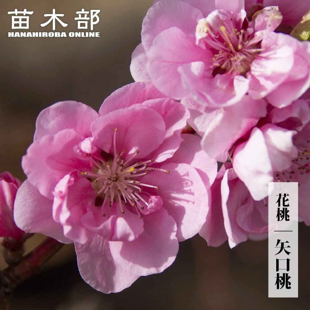 ハナモモ 桃花 枝垂れ桃 苗 販売 苗木部 By 花ひろばオンライン
