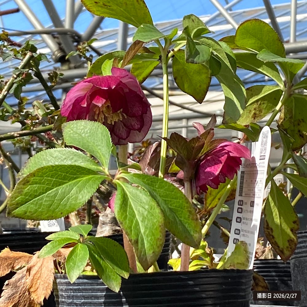 クリスマスローズ エレガンスルージュクリスタル 苗 販売 苗木部 By 花