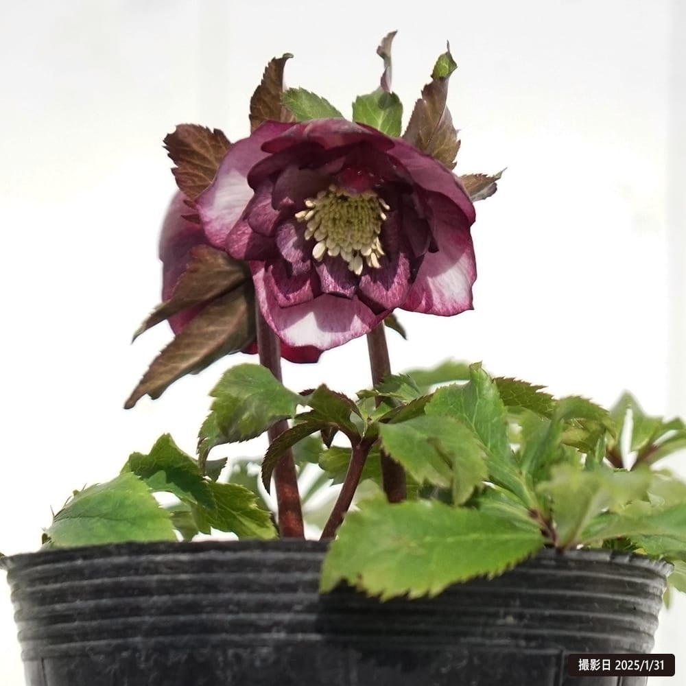 000000105559-03.jpg?size=l&w=