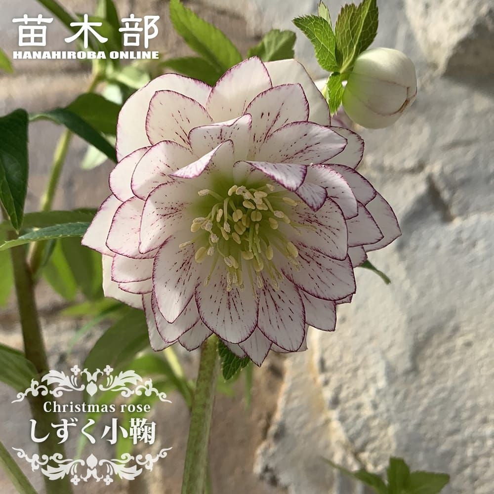 クリスマスローズ あんず小鞠の通販 苗木部 By 花ひろばオンライン