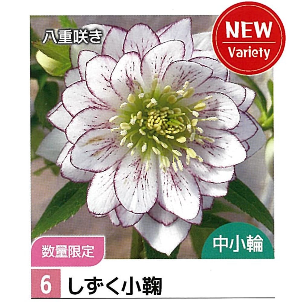 クリスマスローズ しずく小鞠 苗 販売 苗木部 By 花ひろばオンライン