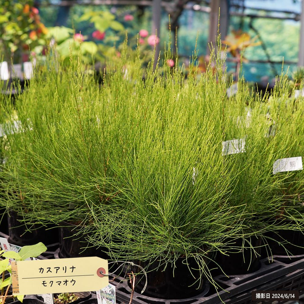 モクマオウ タマモクマオウ 苗 販売 苗木部 By 花ひろばオンライン