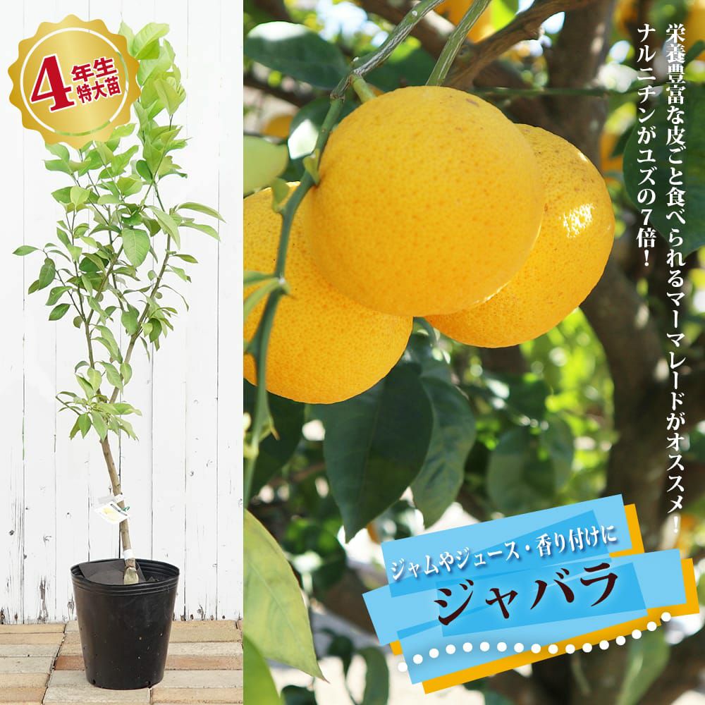 4年生特大苗 | 苗木部 本店 By 花ひろばオンライン