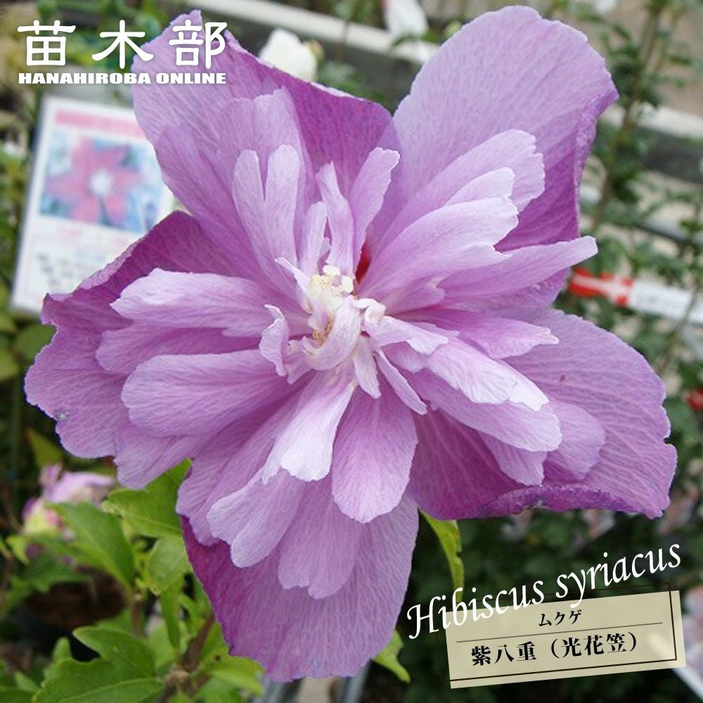 ムクゲ（木槿）　八重咲き　9号鉢特大株苗　多年生 ムクゲ（木槿） 紫八重 苗 販売 苗木部 By 花ひろばオンライン