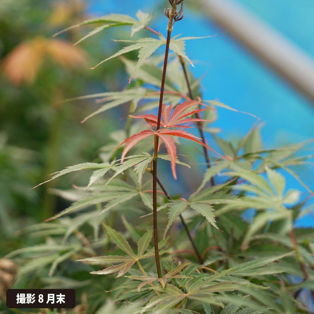 000000005692-03.jpg?size=l&w=