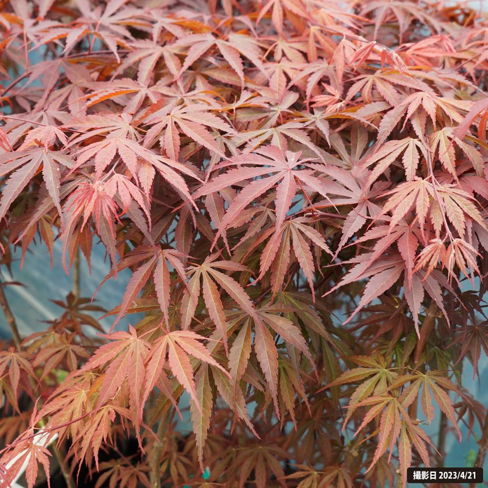 カエデ・もみじ 紅鏡 苗 販売 苗木部 By 花ひろばオンライン