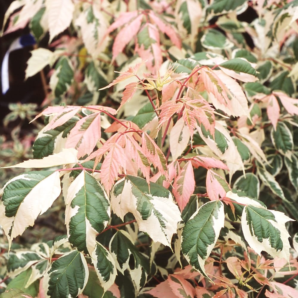 000000005704-03.jpg?size=l&w=