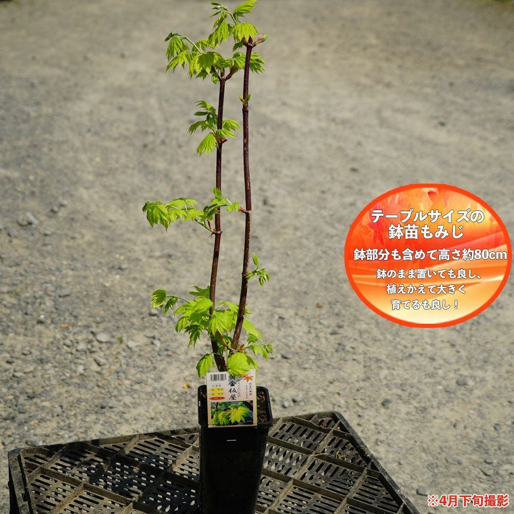 000000005715-03.jpg?size=l&w=