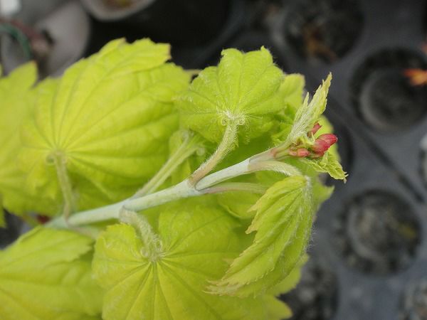 カエデ・もみじ 黄金板屋（オウゴンイタヤ） 苗 販売 苗木部 By 花