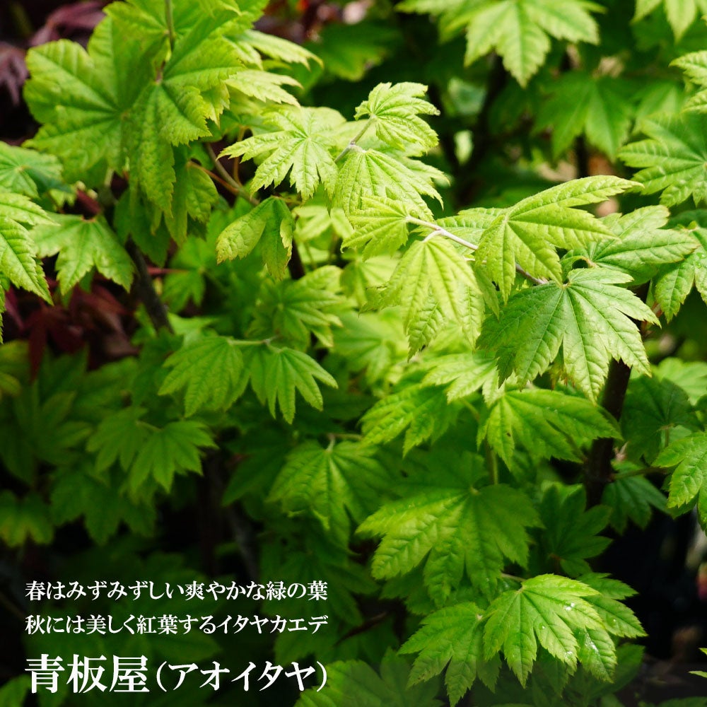 000000005716-01.jpg?size=l&w=