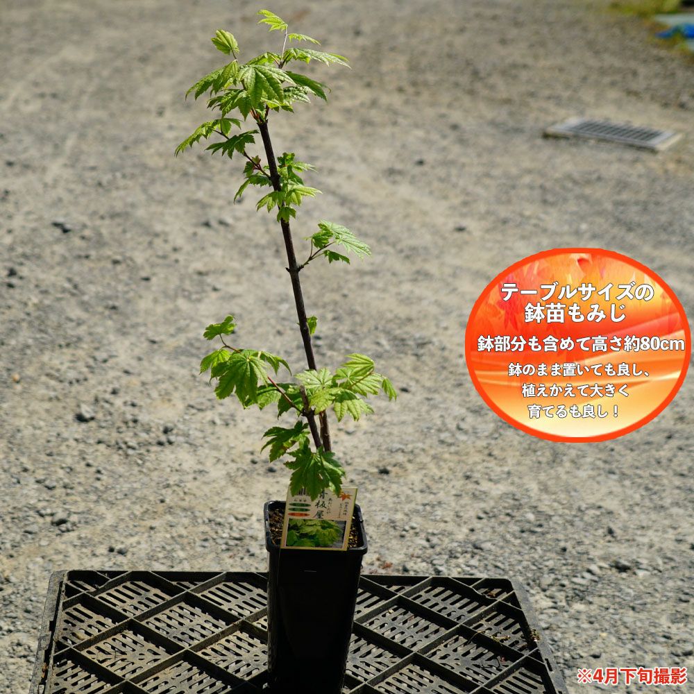 000000005716-03.jpg?size=l&w=