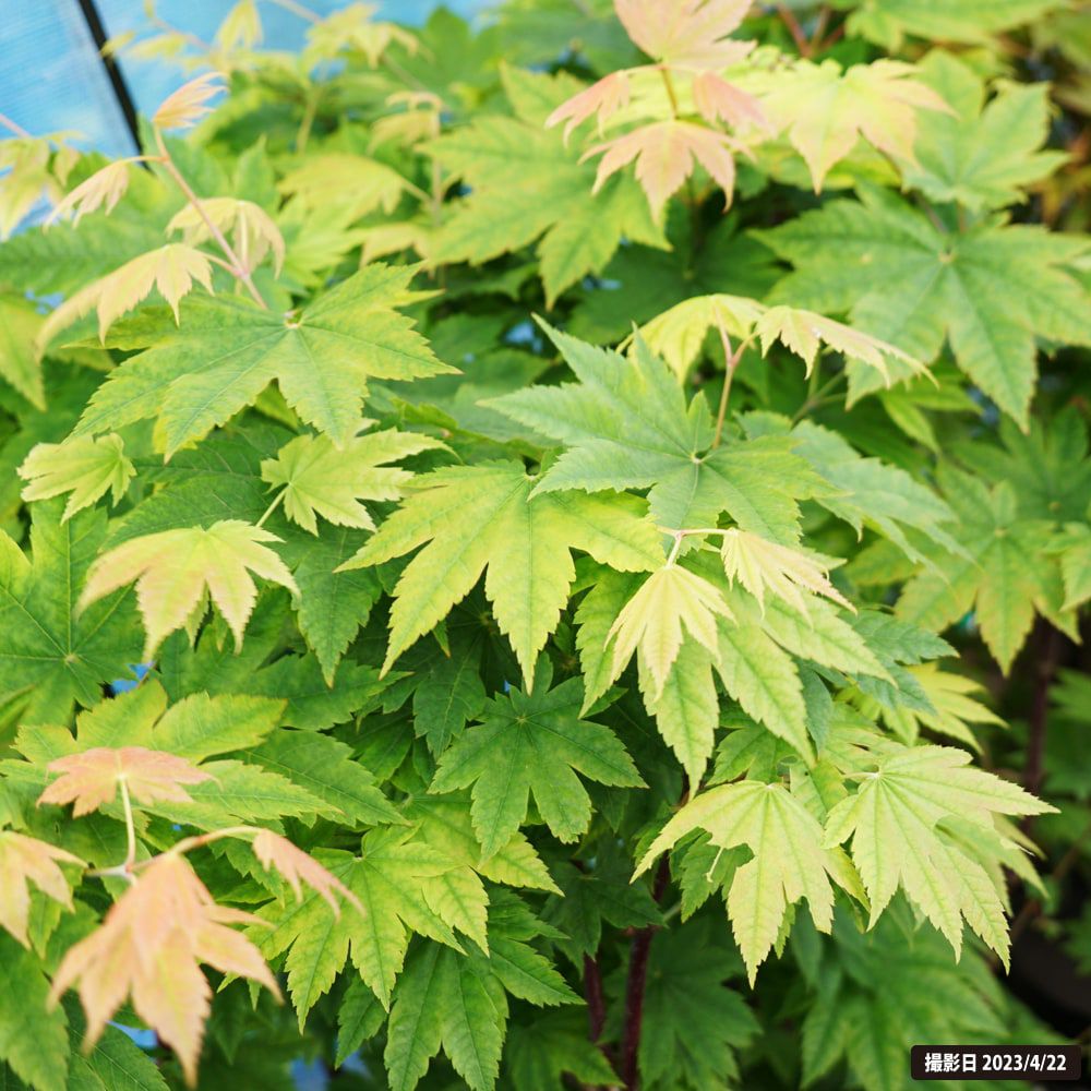 カエデ・もみじ 青板屋 苗 販売 苗木部 By 花ひろばオンライン