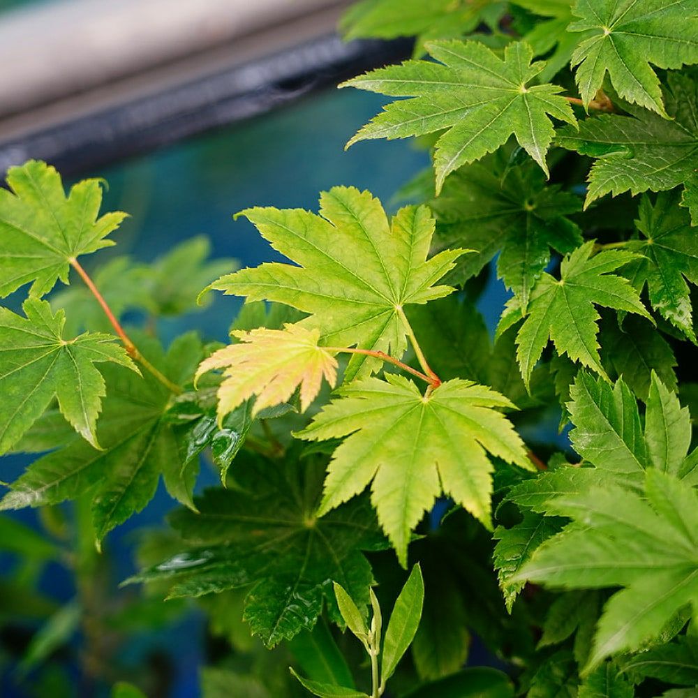 カエデ・もみじ 青板屋 苗 販売 苗木部 By 花ひろばオンライン