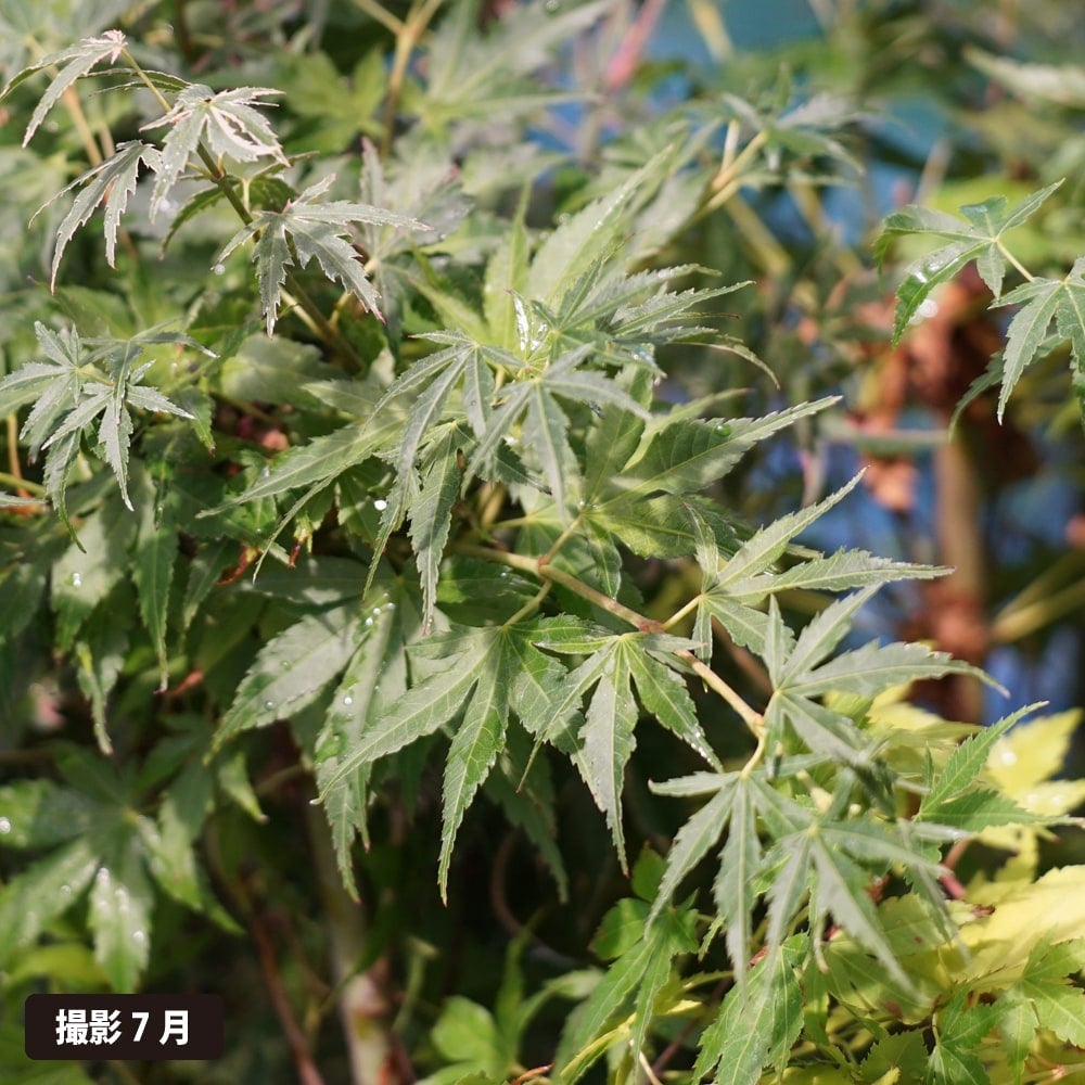 カエデ・もみじ イロハモミジ系 桂 苗 通販 苗木部 By 花ひろばオンライン