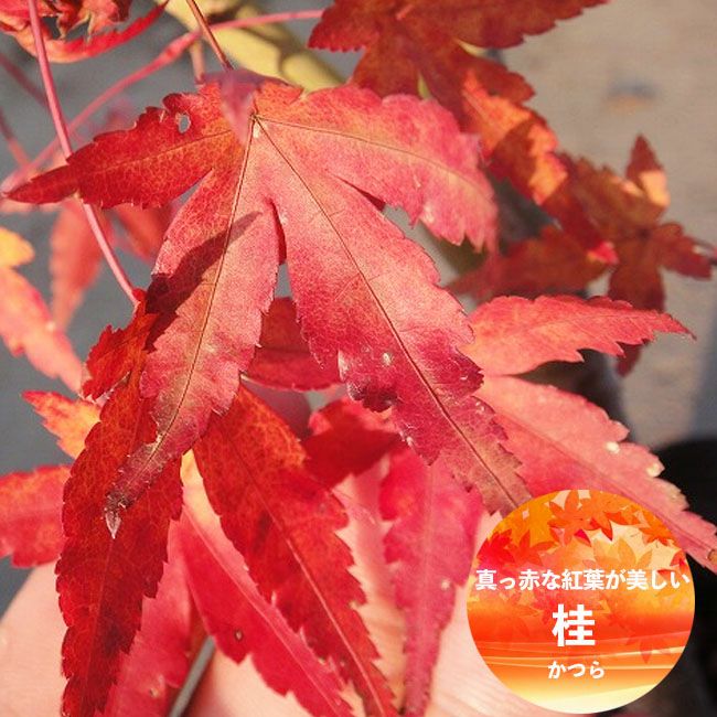 000000005718-07.jpg?size=l&w=