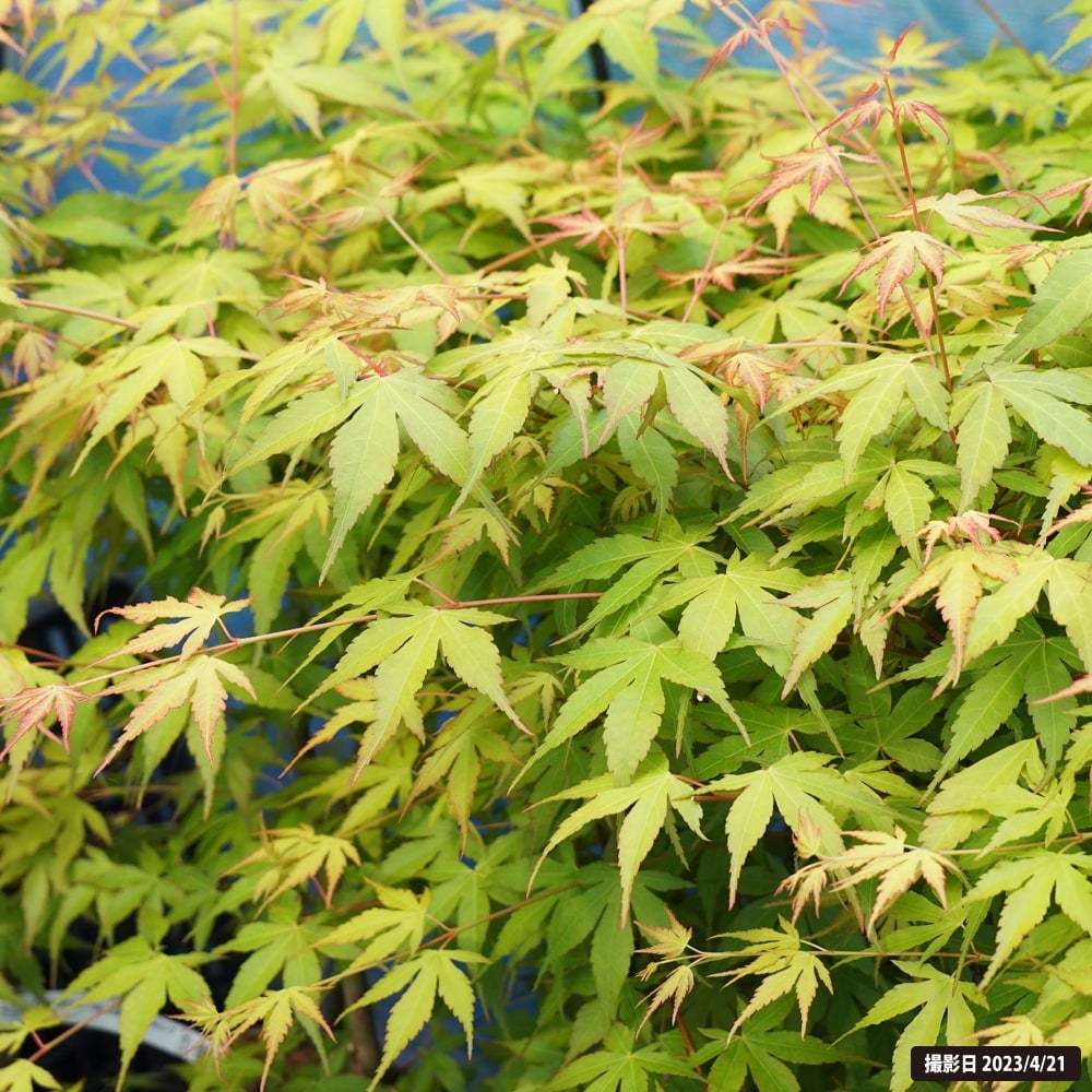 カエデ・もみじ イロハモミジ系 桂 苗 通販 苗木部 By 花ひろばオンライン