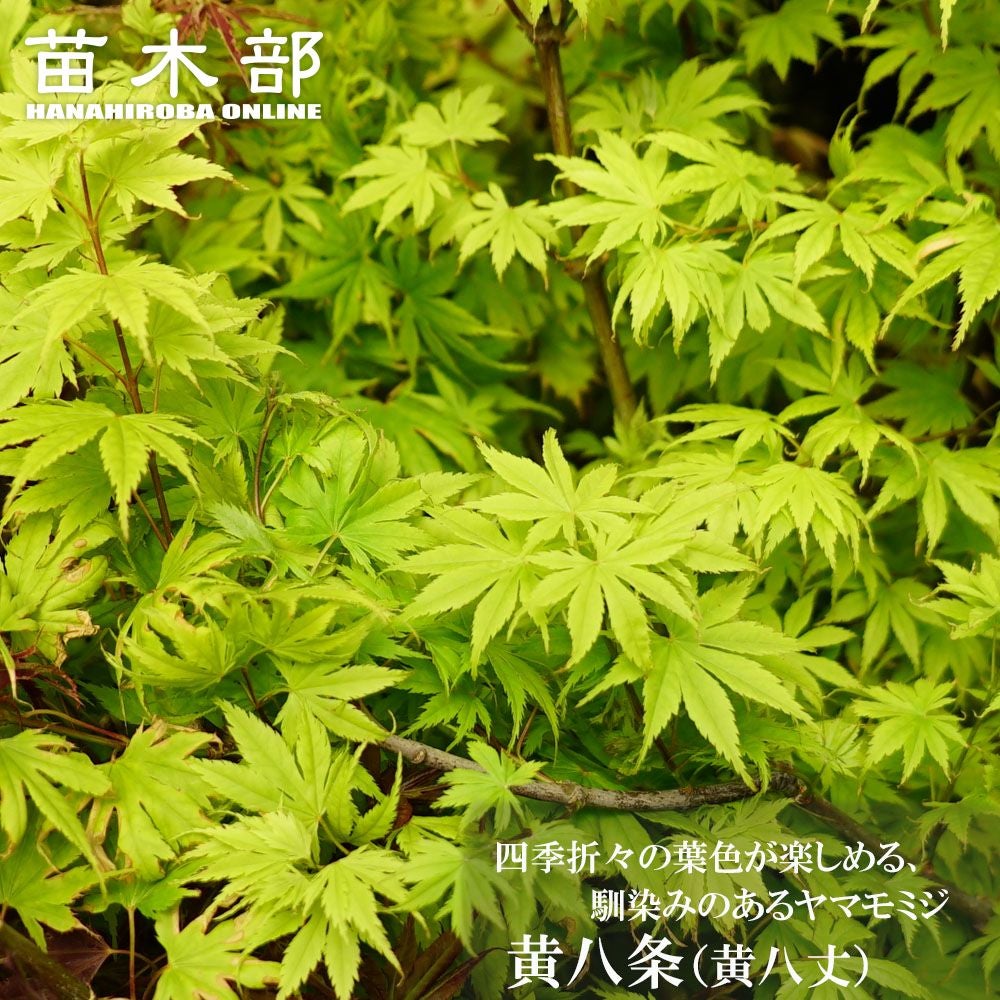 椿 素粧 苗 販売 苗木部 By 花ひろばオンライン