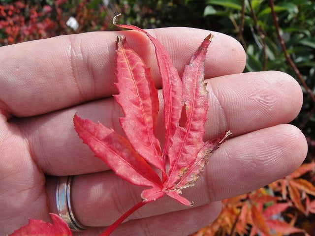 000000005724-07.jpg?size=l&w=