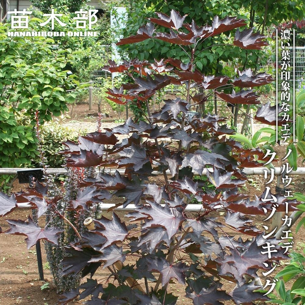モミジ・カエデ | 苗木部 本店 By 花ひろばオンライン