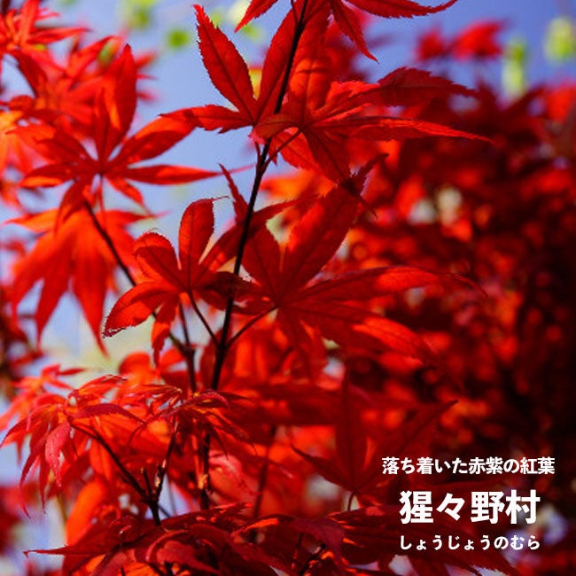 000000005732-01.jpg?size=m&w=