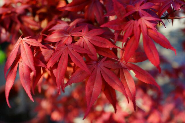 カエデ・もみじ 猩々野村 苗 販売 苗木部 By 花ひろばオンライン