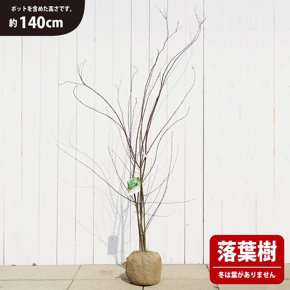 カエデ・もみじ イロハモミジ系 イロハモミジ 苗 通販 苗木部 By 花