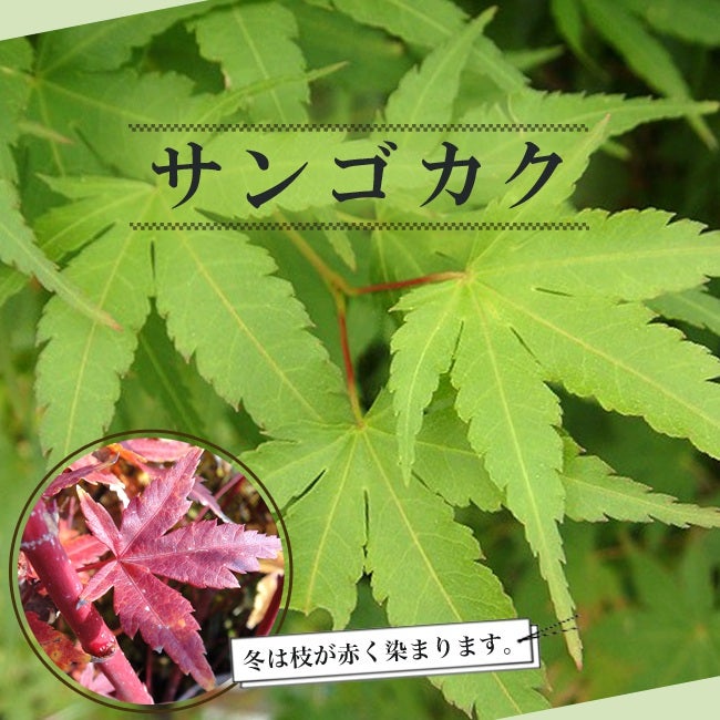 カエデ・もみじ イロハモミジ系 珊瑚閣 苗 販売 苗木部 By 花ひろば