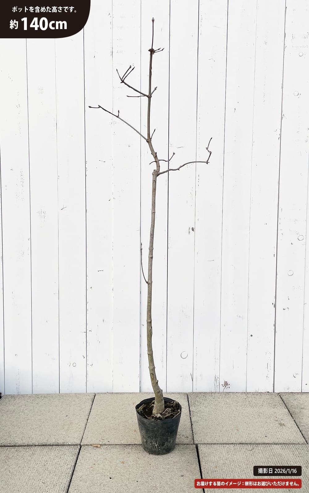 メグスリノキ 苗 販売 苗木部 By 花ひろばオンライン