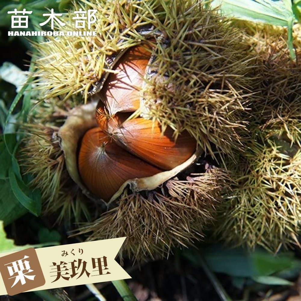 ６ 栗 美玖里 生栗 10kg 000000005929-01.jpg?size=m&w=