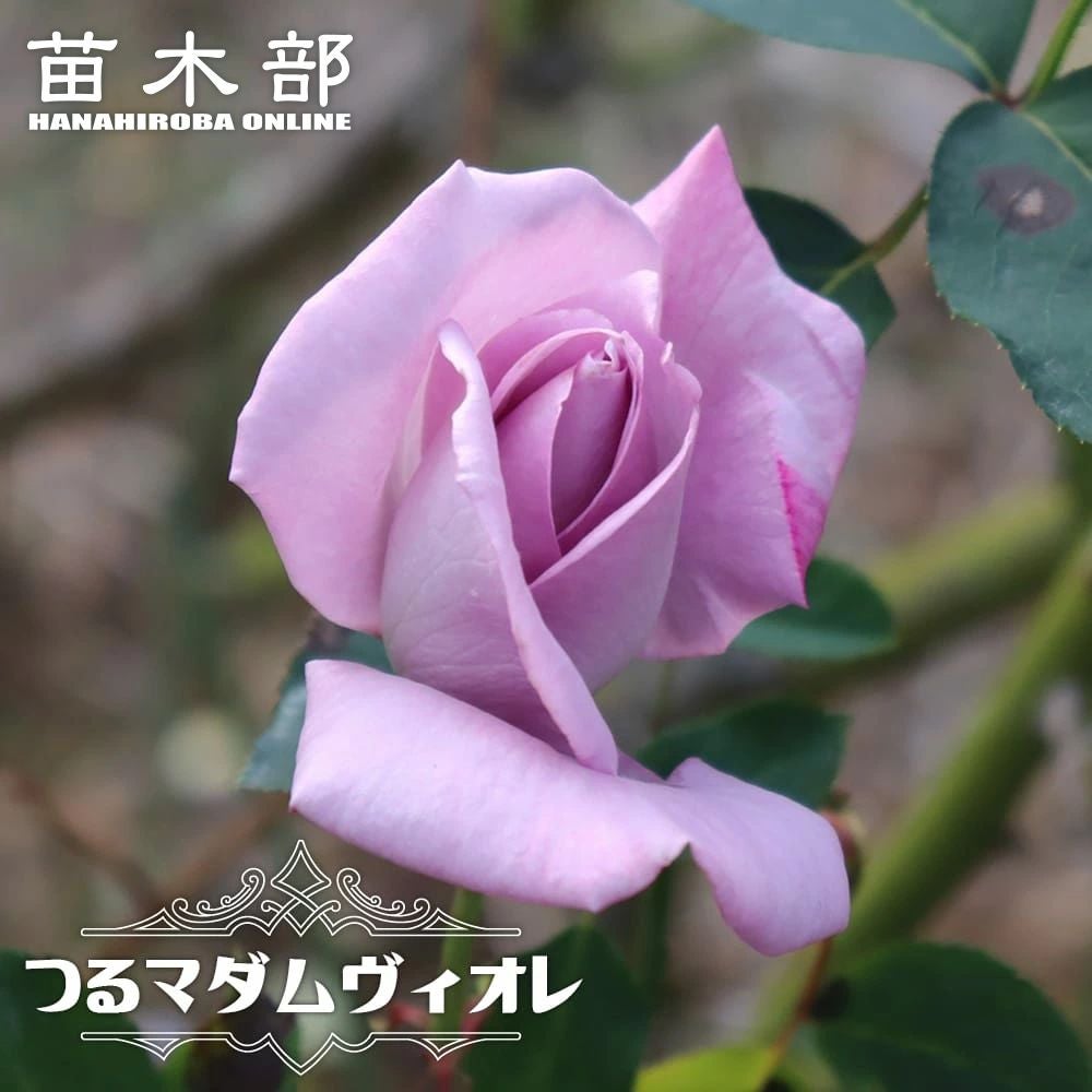 バラ台木100本専用出品 バラ つるマダムヴィオレ 苗 販売 苗木部 By 花ひろばオンライン