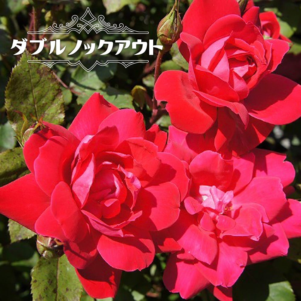 000000006002-01.jpg?size=l&w=