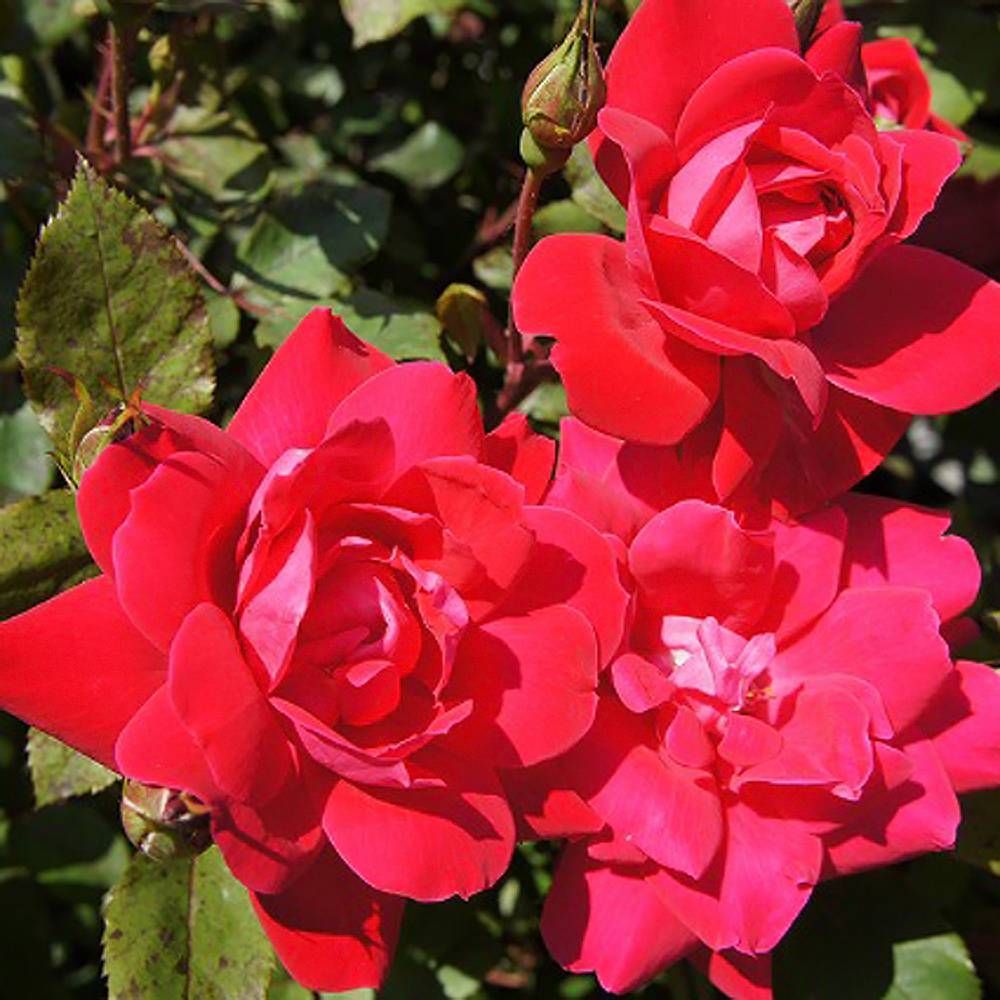 バラ ダブルノックアウト FL フロリバンダ 苗 販売 苗木部 By 花ひろば