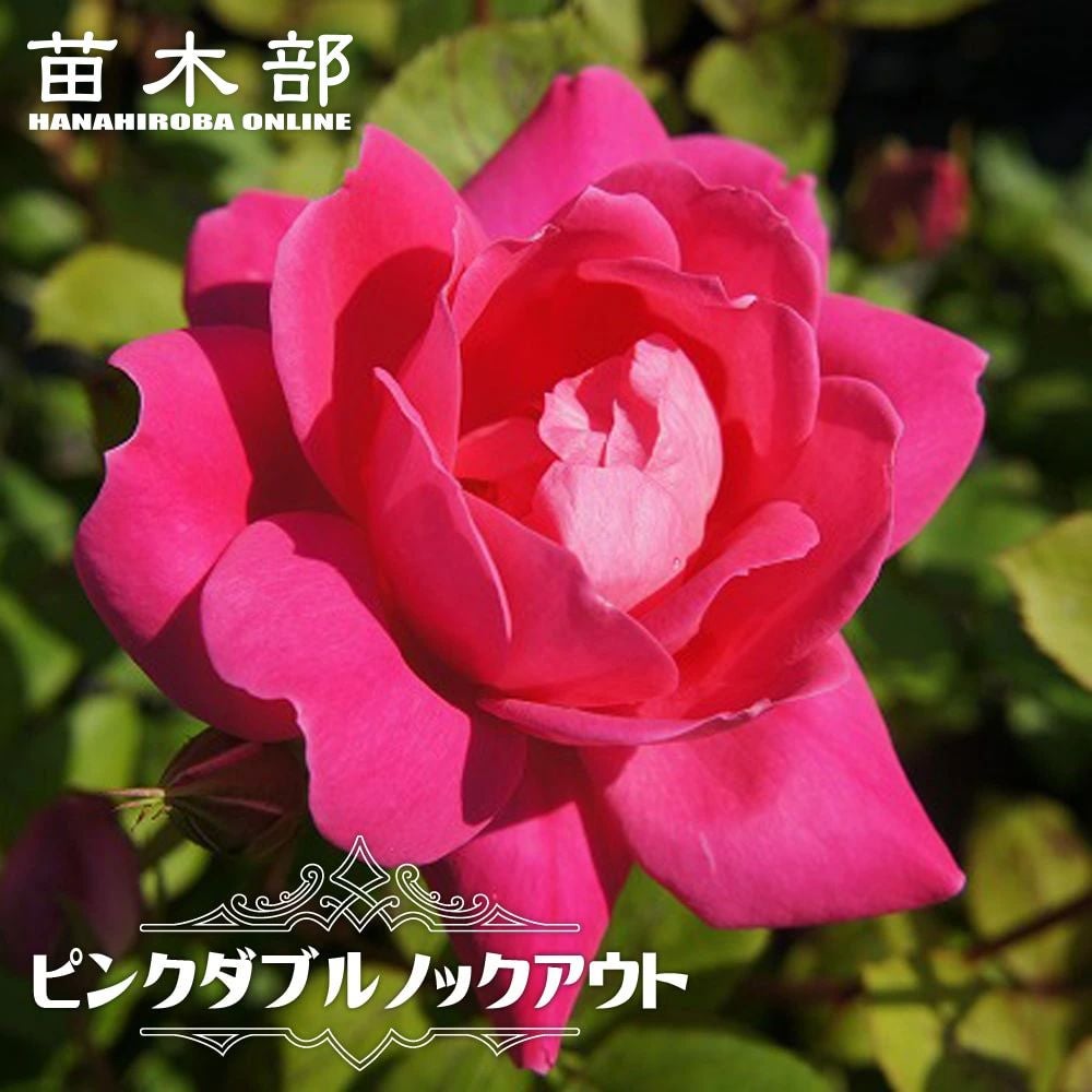 000000006003-01.jpg?size=m&w=