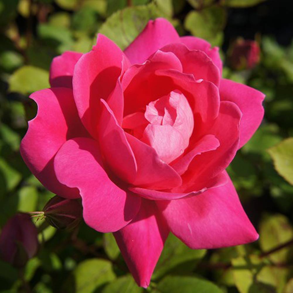 000000006003-08.jpg?size=l&w=