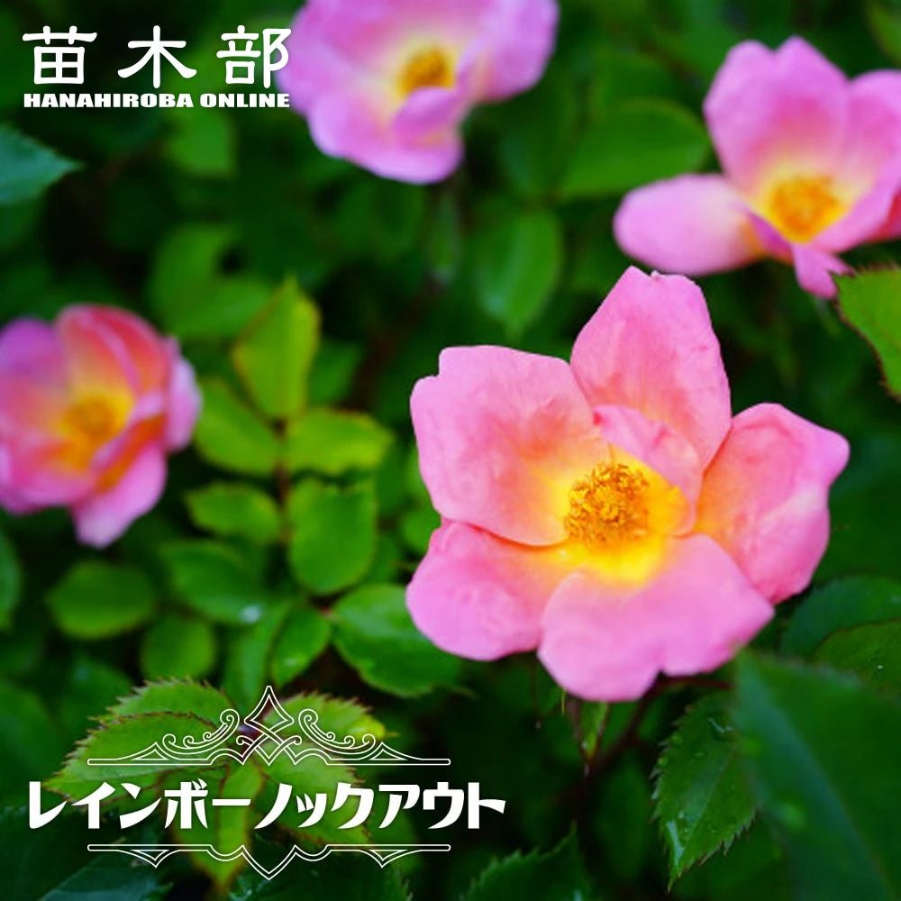 まとめて売りますバラ売り不可　 youngboyNBA 000000006004-01.jpg?size=l&w=