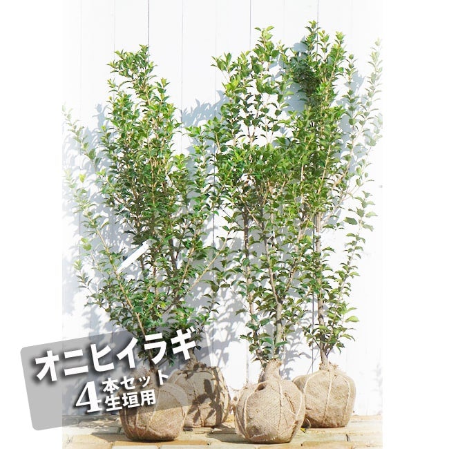 ヤシ サバルヤシの通販 おすすめ 苗木部 By 花ひろばオンライン